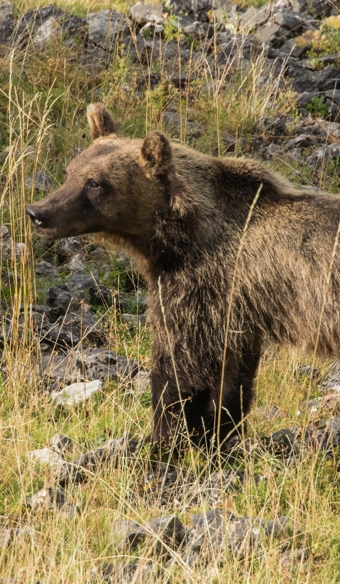 Orso bruno marsicano adulto su una montagna pendio, Appennino Centrale.