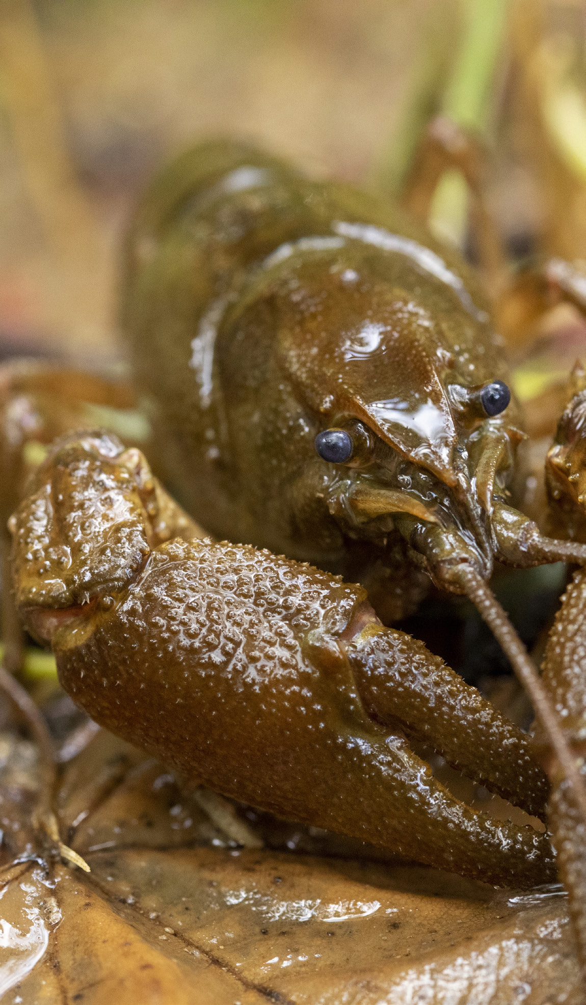 Progetto di allevamento, ripopolamento e introduzione di Gambero di fiume, Appennino Centrale.