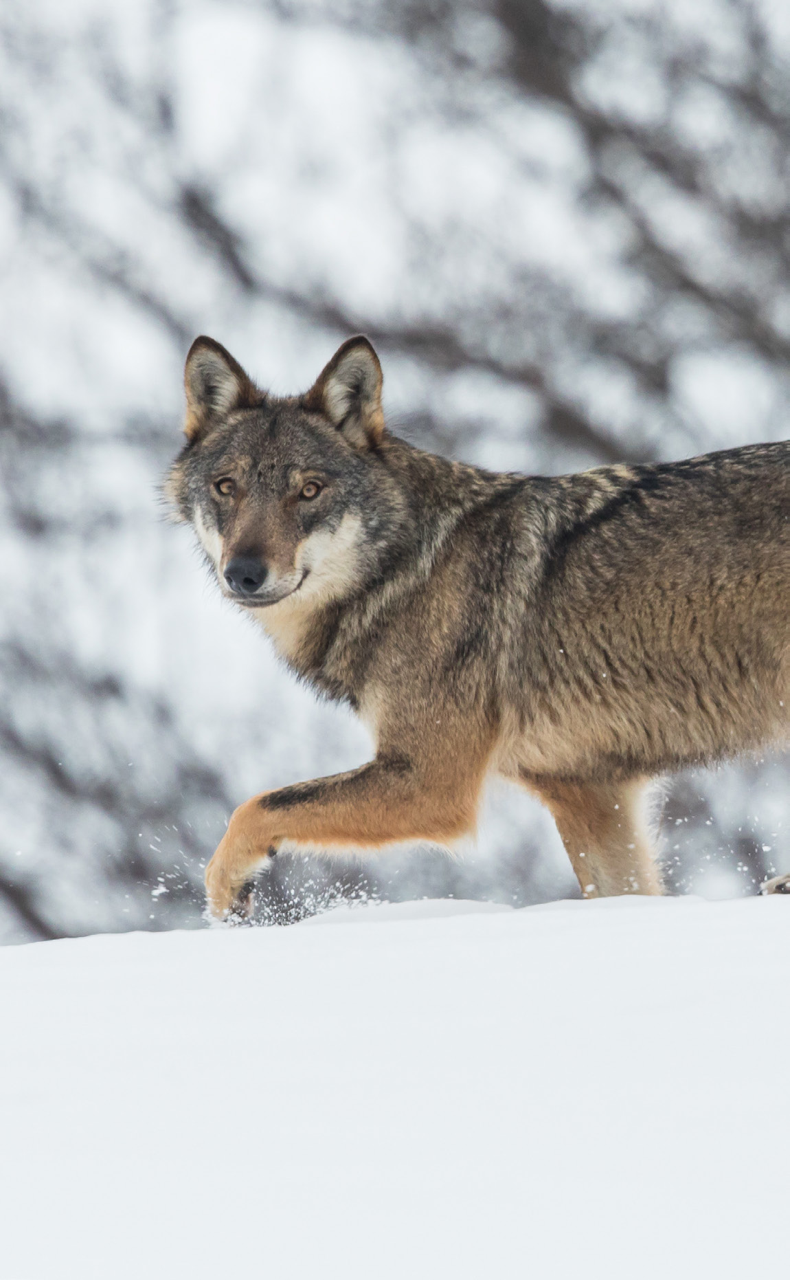 Apennine Wolf (Canis lupus italicus), Central Apennines.