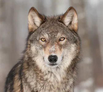 Lifescape urges Romanian Parliament to reject an amendment restricting judicial suspension of hunting orders