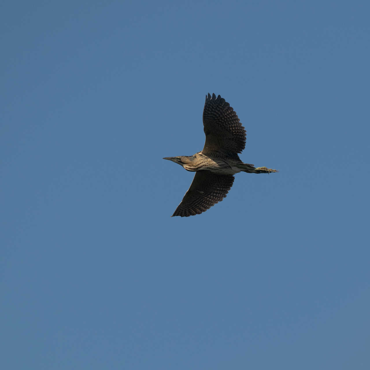 A bittern in flight